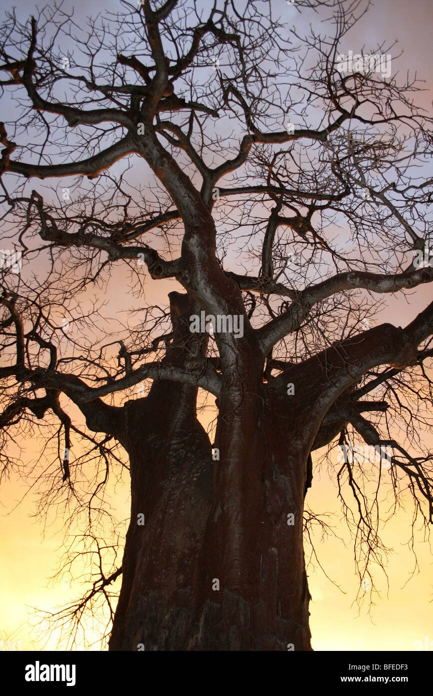 Baobab Tree Adansonia digitata Silhouetted At Sunset, Taken near Yaeda Chini, Tanzania Stock Photo