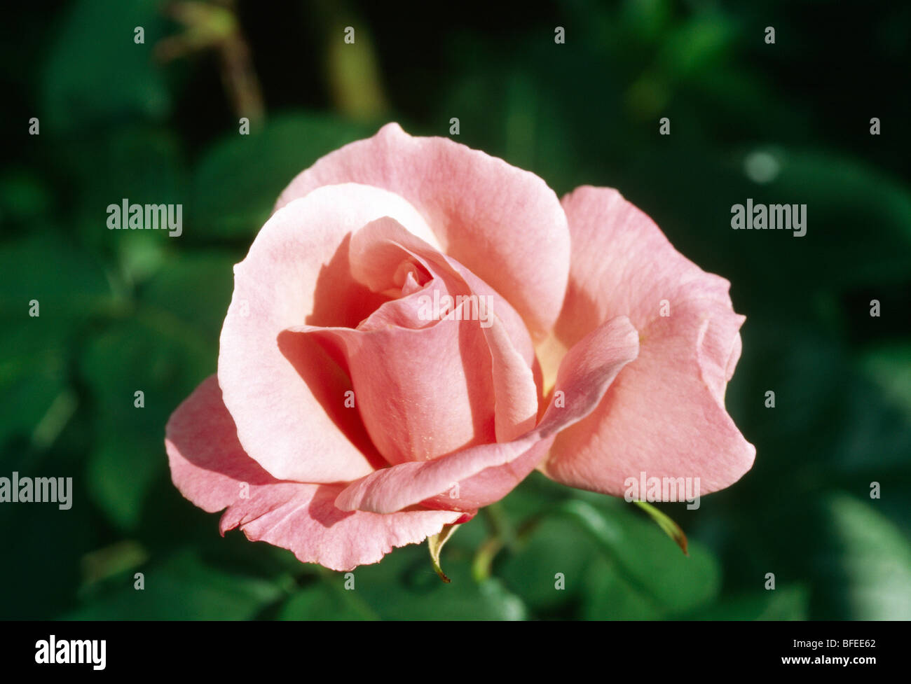 Close-up of a single bloom of a pink hybrid tea rose. Stock Photo