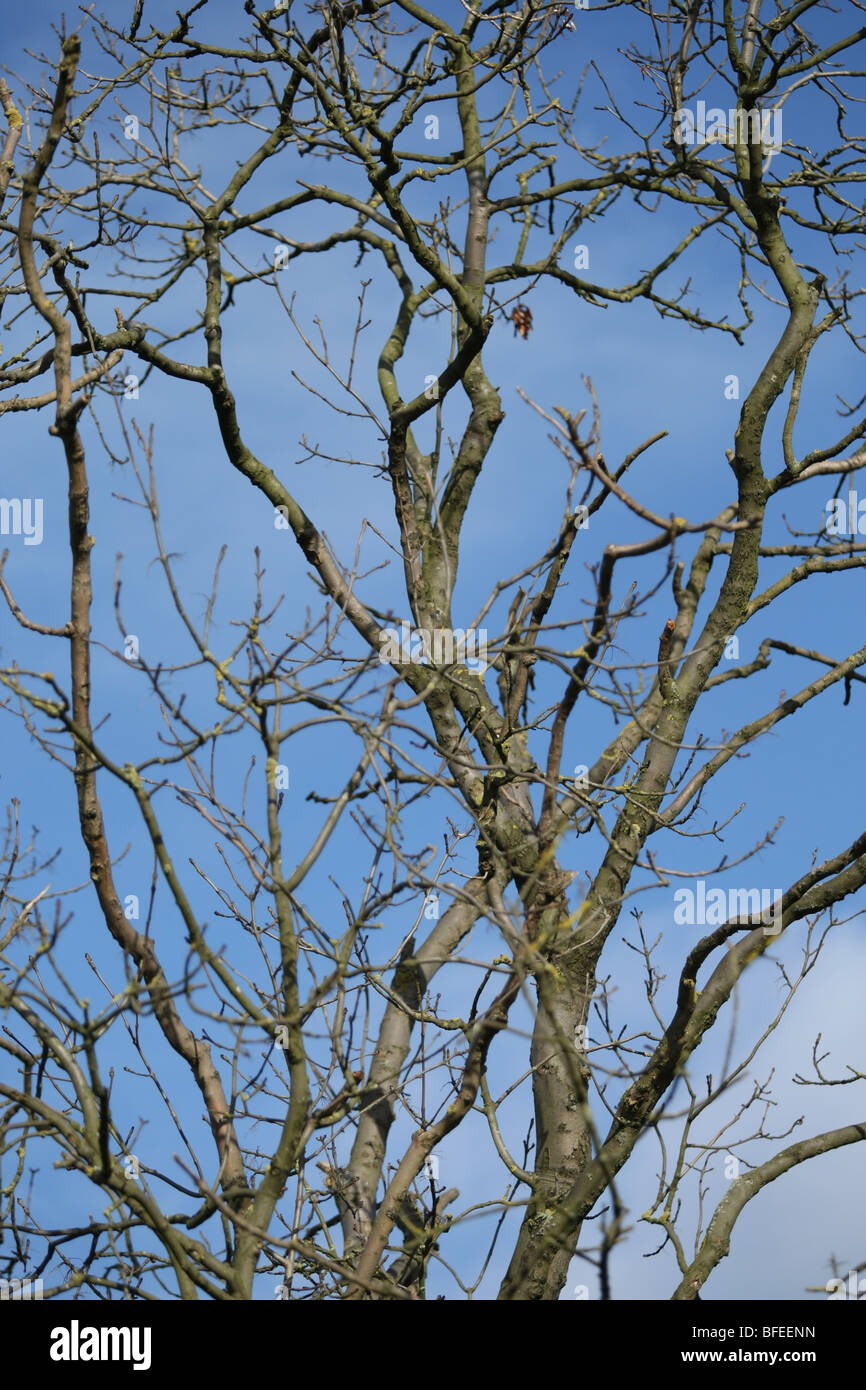 Winter tree and blue sky Stock Photo - Alamy