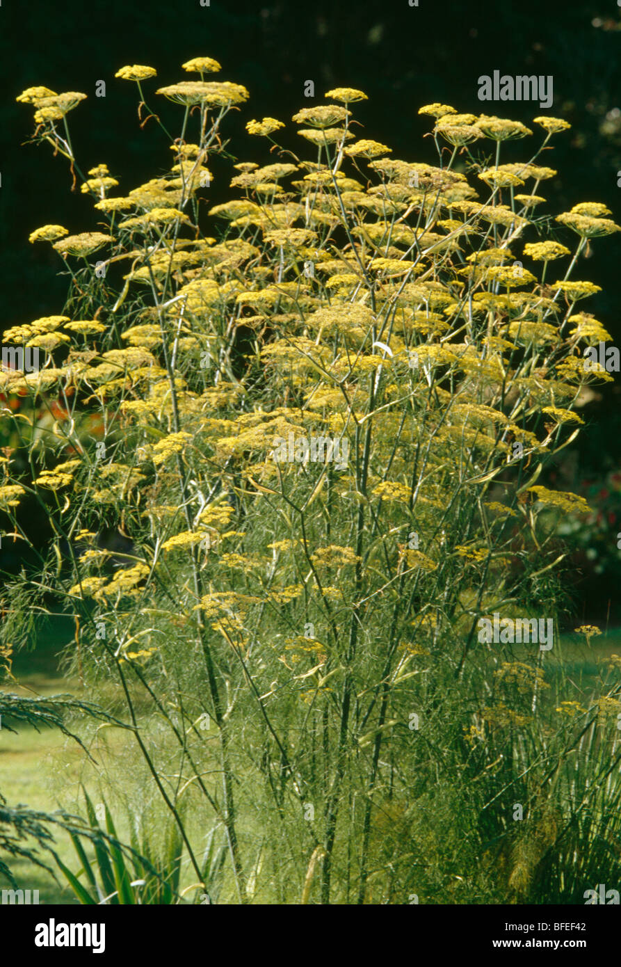 Closeup of a clump of yellow flowering fennel Stock Photo Alamy