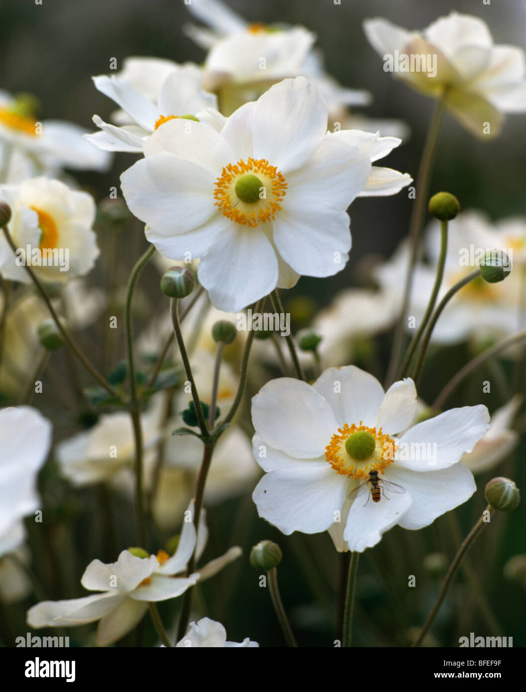 Close up of white Japanese anemones Stock Photo Alamy