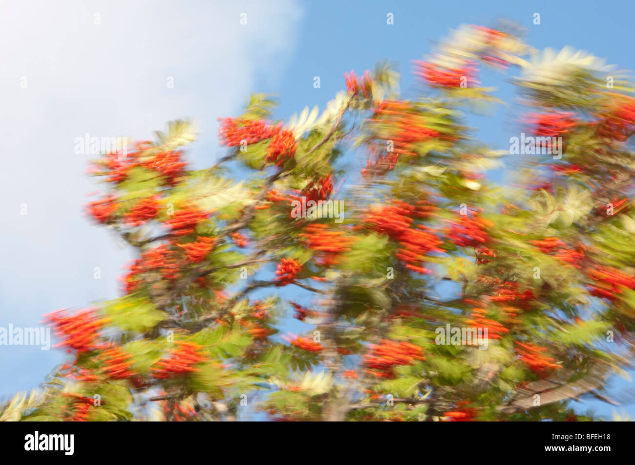 Rowan ( Sorbus Aucuparia ) tree branches and berries swaying in a strong wind Stock Photo