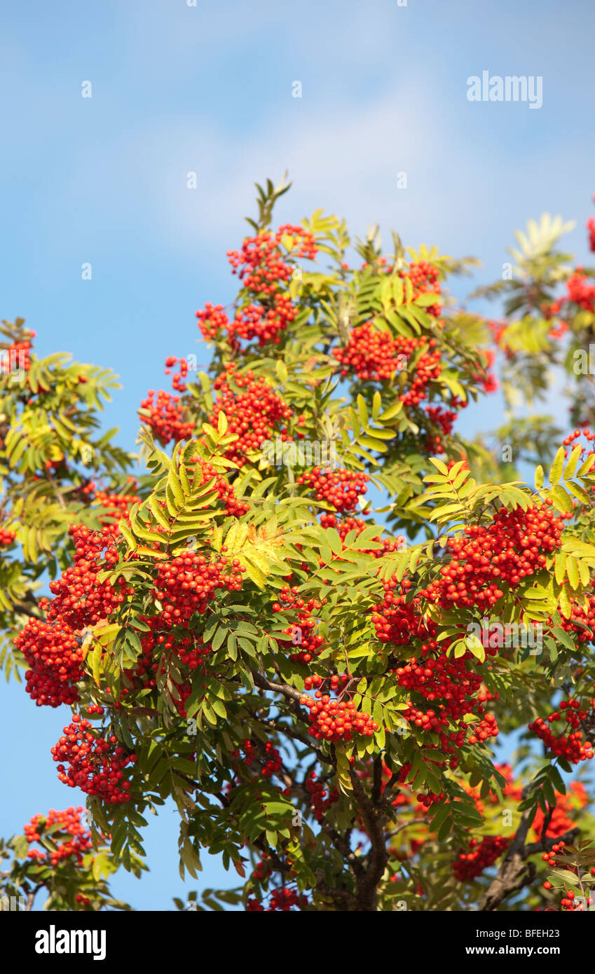One rowan tree ( Sorbus Aucuparia ) with berries at Autumn, Finland Stock Photo