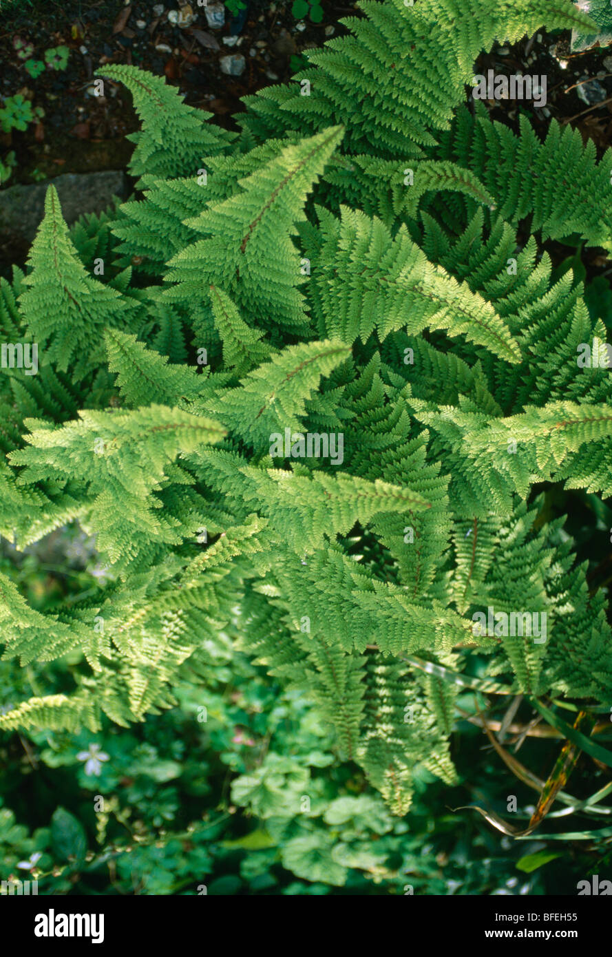Ferns plants hi-res stock photography and images - Alamy