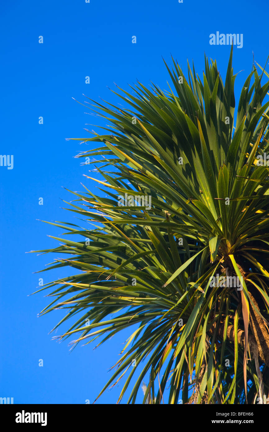 Cornish palm tree; summer Stock Photo