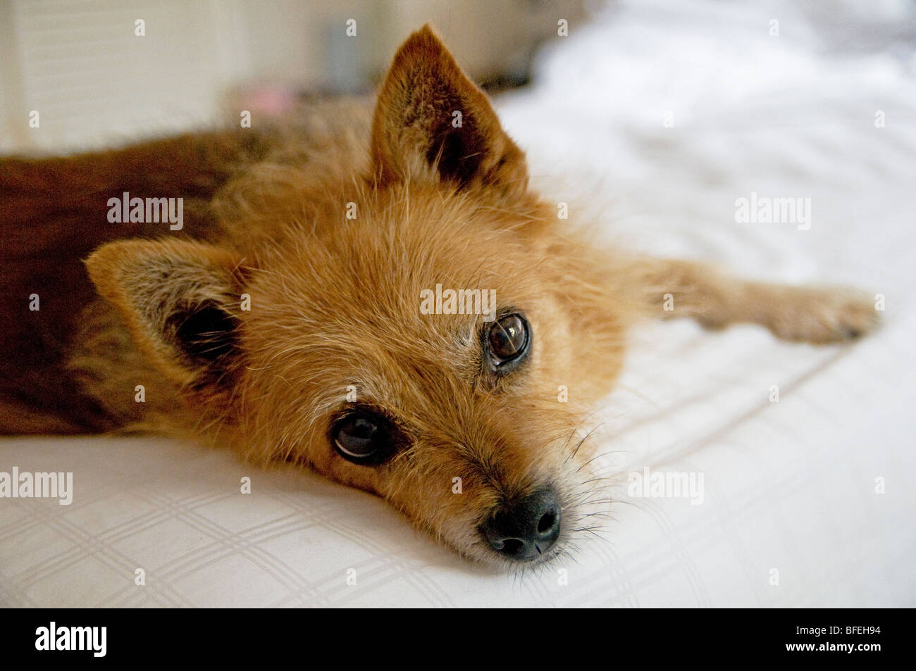 A cute old pet dog by the name of Pips Stock Photo