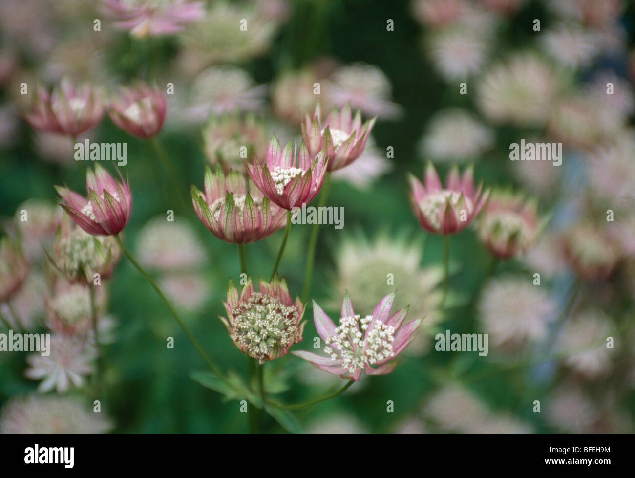 Close up of pale pink astrantia Stock Photo