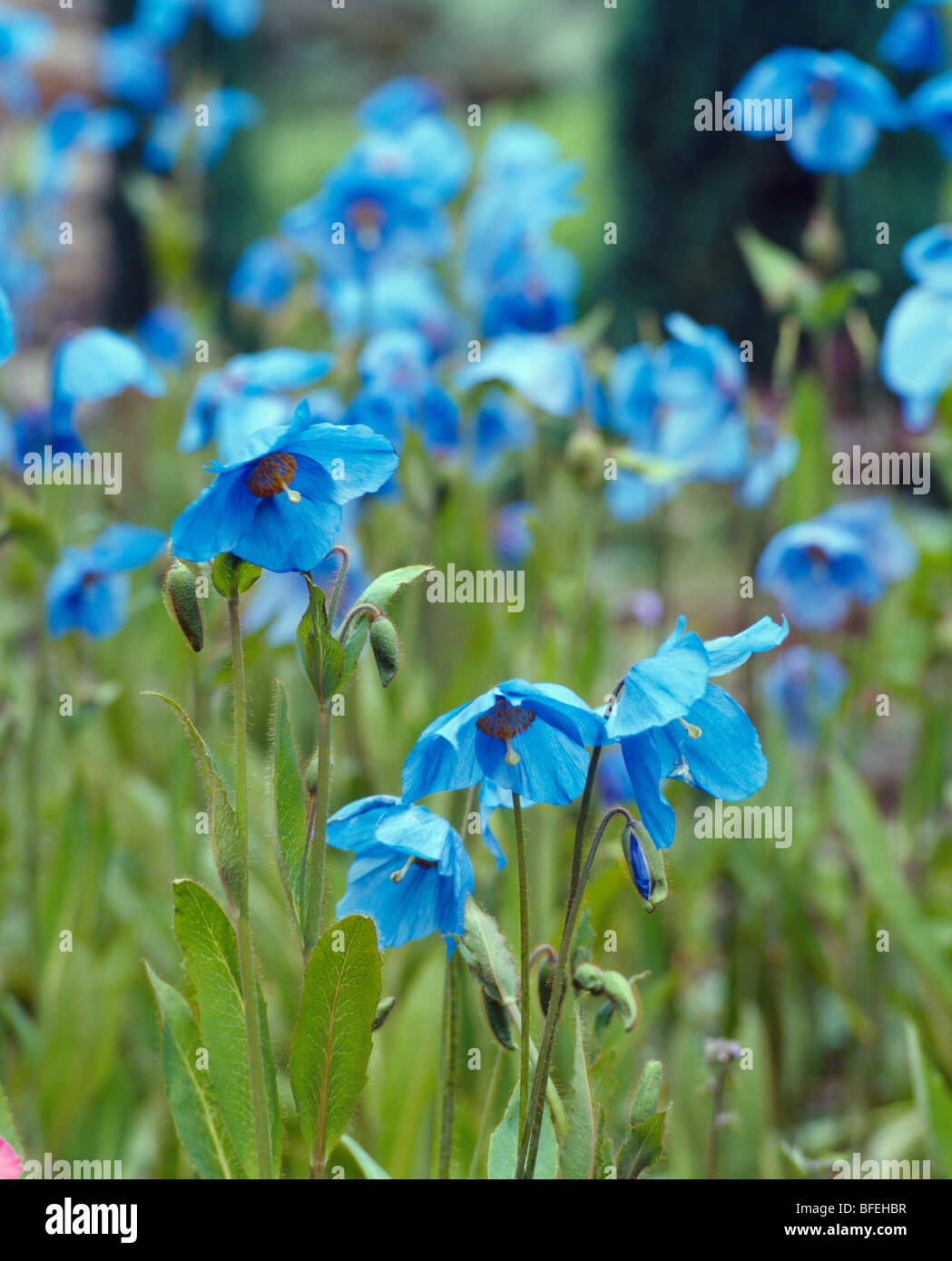 Close-up of blue Himalyan poppies Stock Photo
