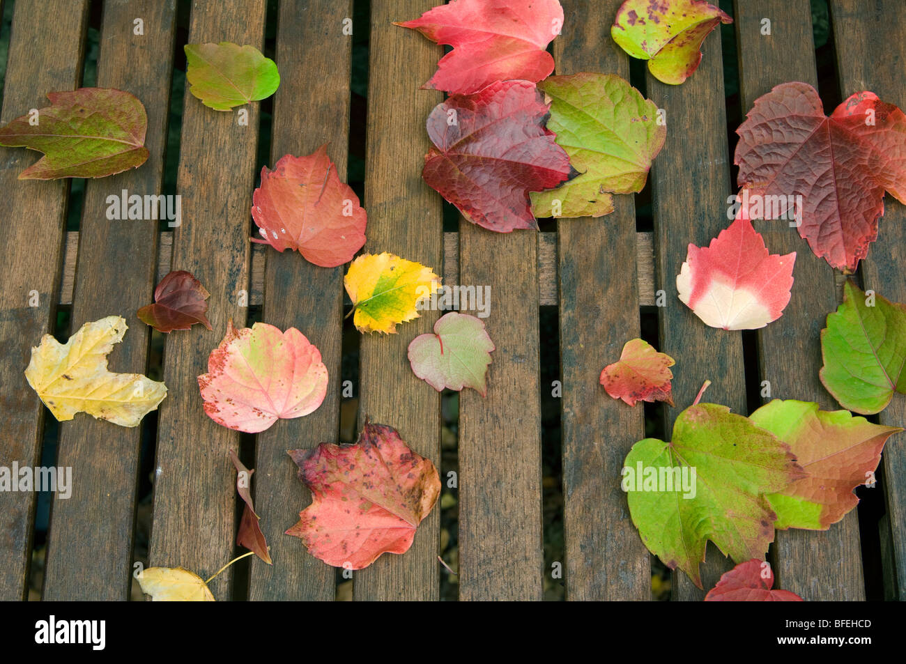 Autumn leaves mostly Virginia creeper on a garden table Stock Photo