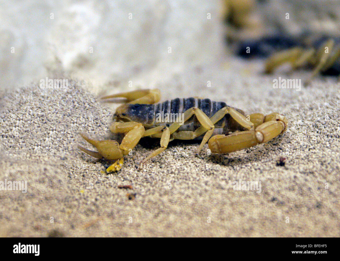 Desert Hairy Scorpion, Hadrus arizonensis. North and Central America. Stock Photo