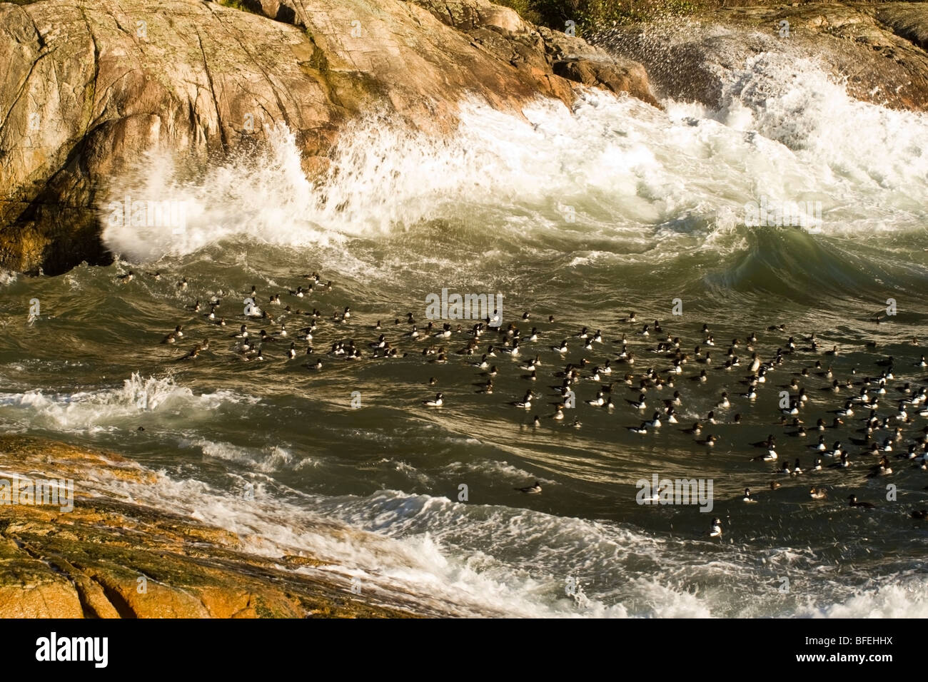 Ducks riding the waves on the shore of Lighthouse Park in West Vancouver, British Columbia, Canada Stock Photo