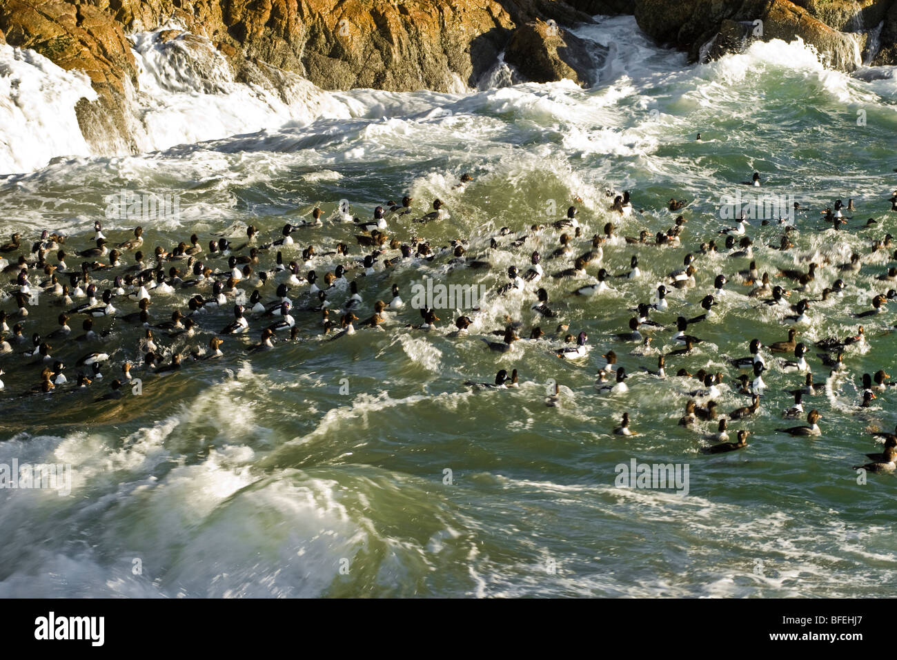 Ducks riding the waves on the shore of Lighthouse Park in West Vancouver, British Columbia, Canada Stock Photo