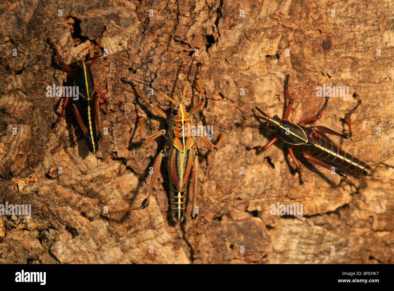 Eastern Lubber Grasshoppers, Romalea guttata (Romalea microptera) Romaleidae, Orthoptera, South Eastern USA. Stock Photo