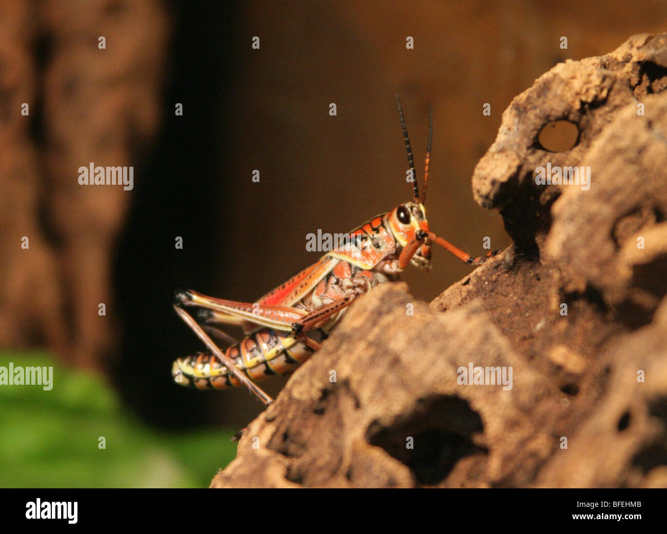 Eastern lubber grasshopper hi-res stock photography and images - Alamy