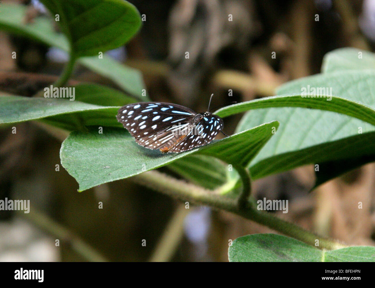 Dark Blue Tiger or Blue Glassy Tiger Butterfly, Tirumala septentrionis, Nymphalidae, South Asia Stock Photo