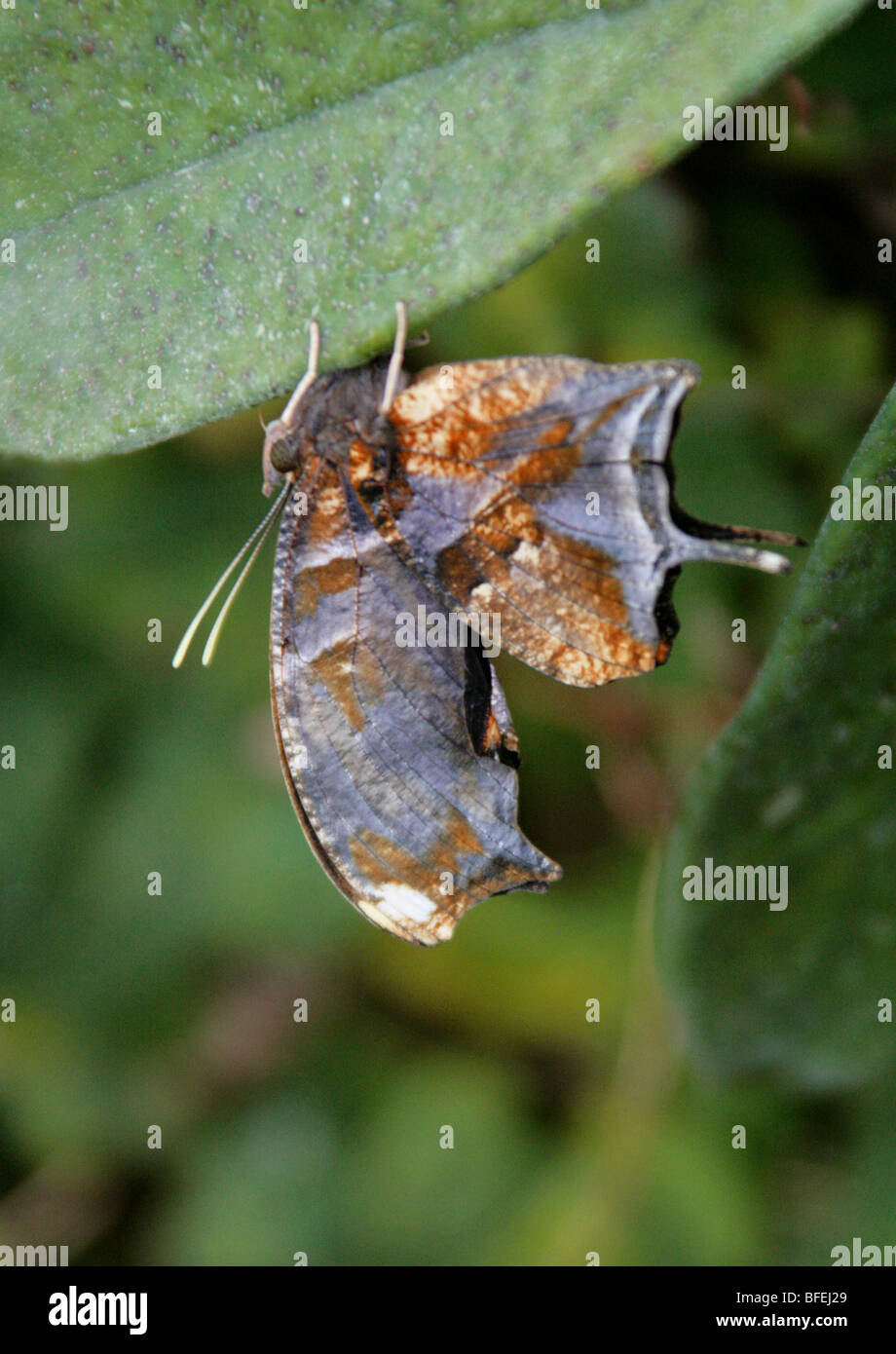 Underside of a Swallowtail Butterfly (sp. unknown). Dead Leaf Mimicry. Stock Photo