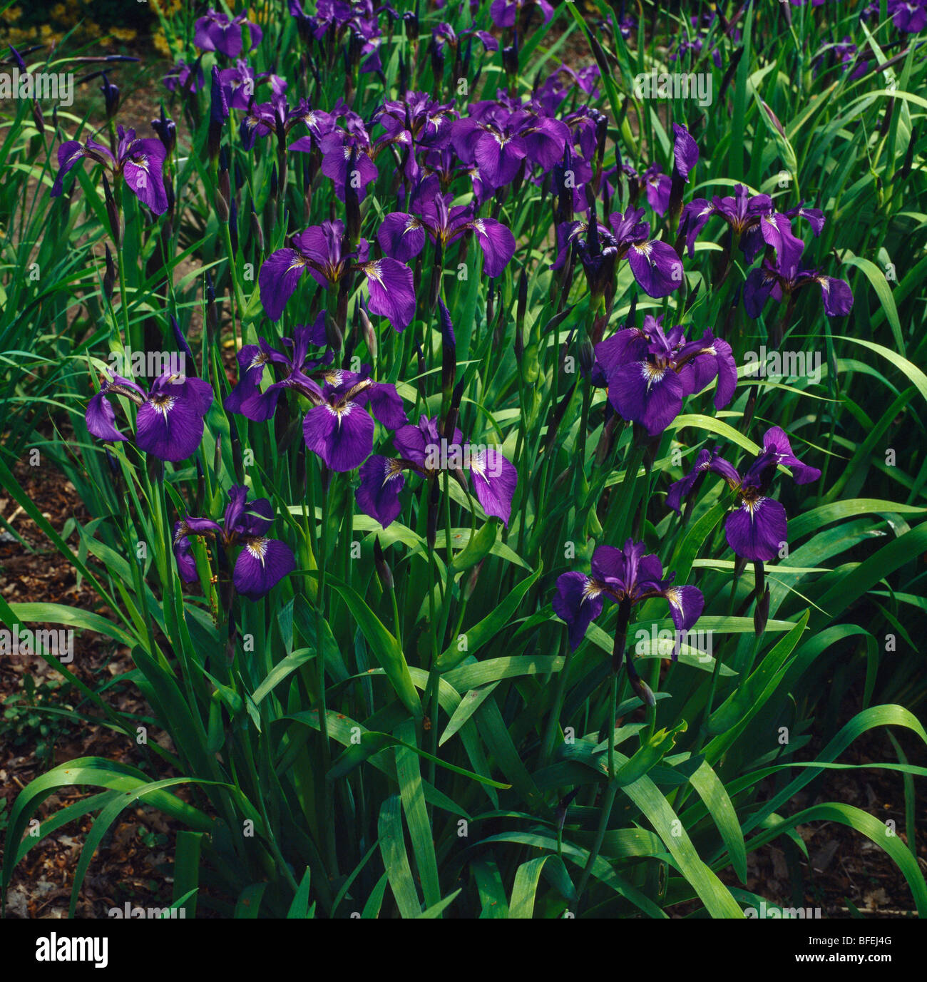Close up of a clump of purple irises. Stock Photo