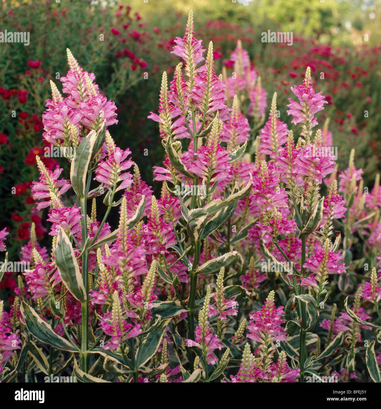 Close up of a clump of physostegia Stock Photo