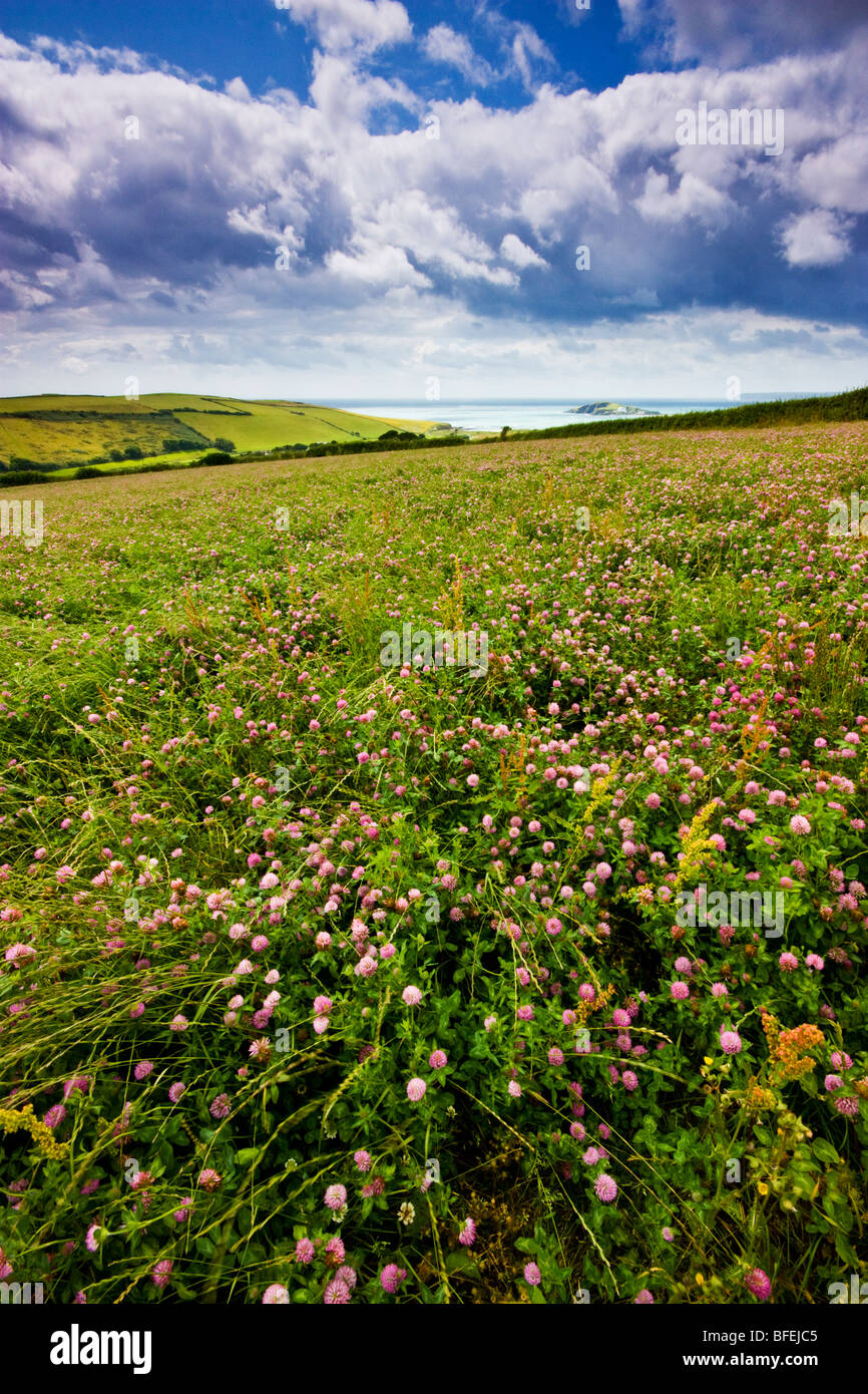 Clover Field overlooking Burgh Island Devon Stock Photo