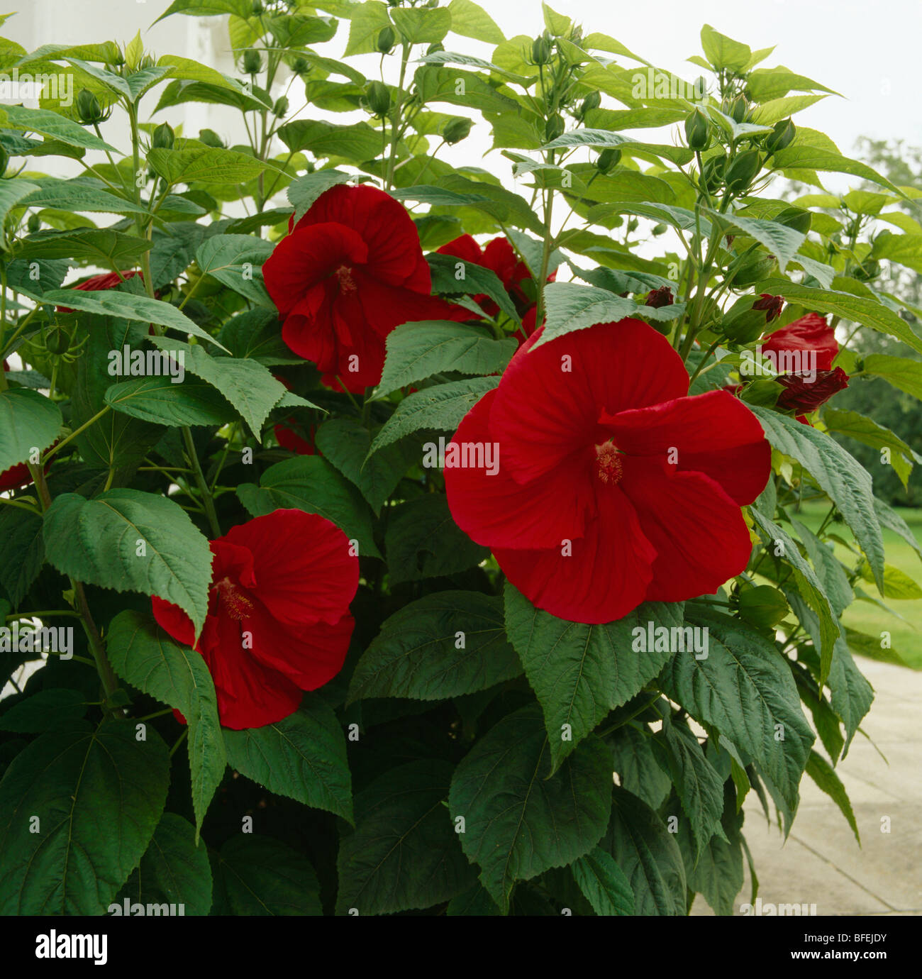 Close up hibiscus hi-res stock photography and images - Alamy
