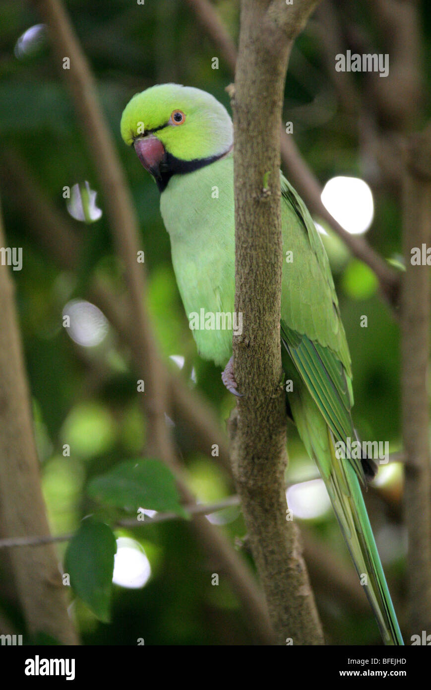 Rose-ringed parakeet - Simple English Wikipedia, the free encyclopedia