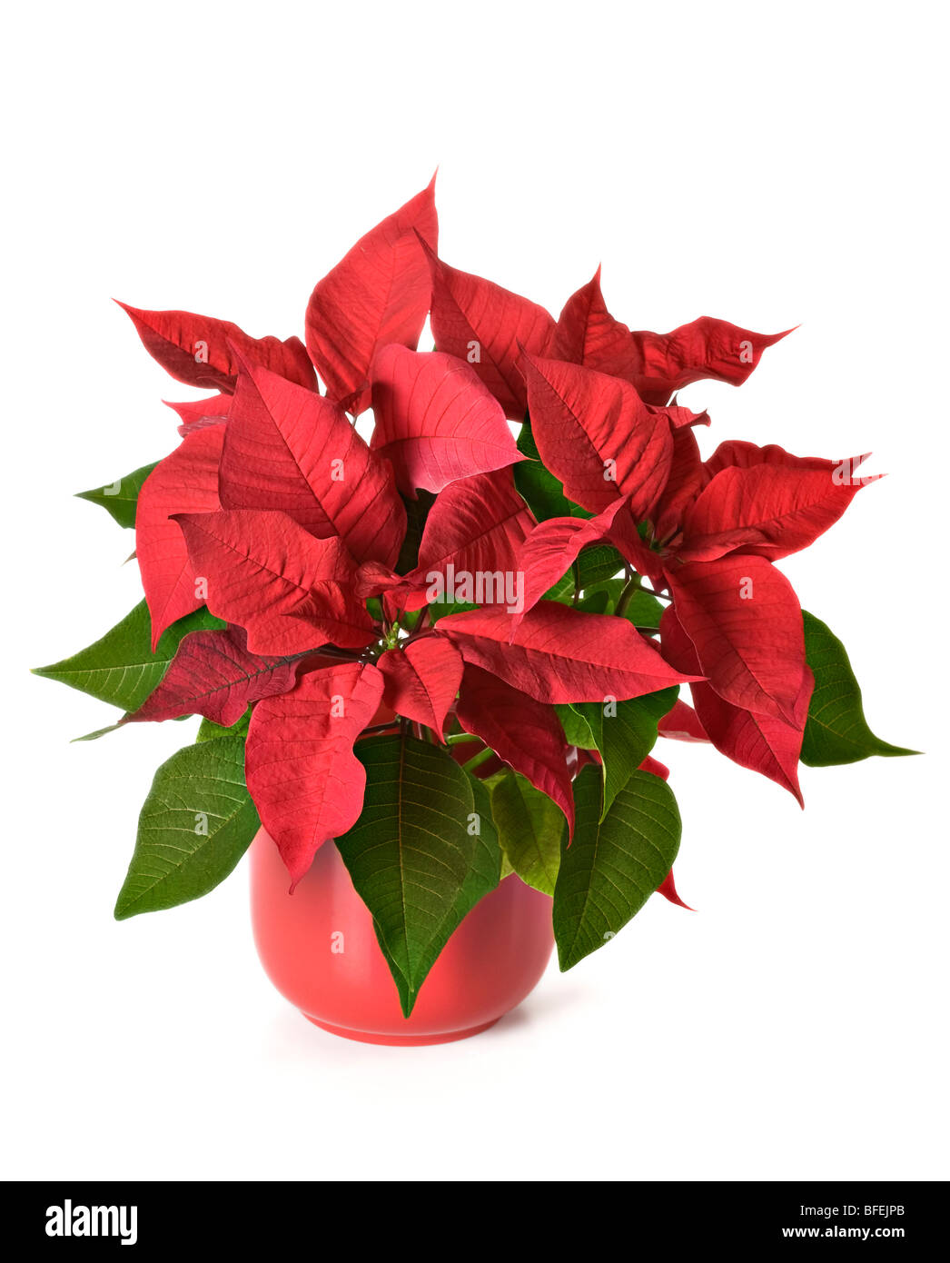 Poinsettia in red pot on white background Stock Photo