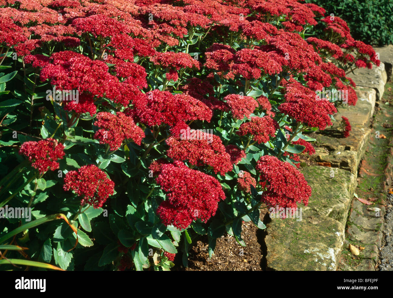 Close-up of red sedum in garden border Stock Photo