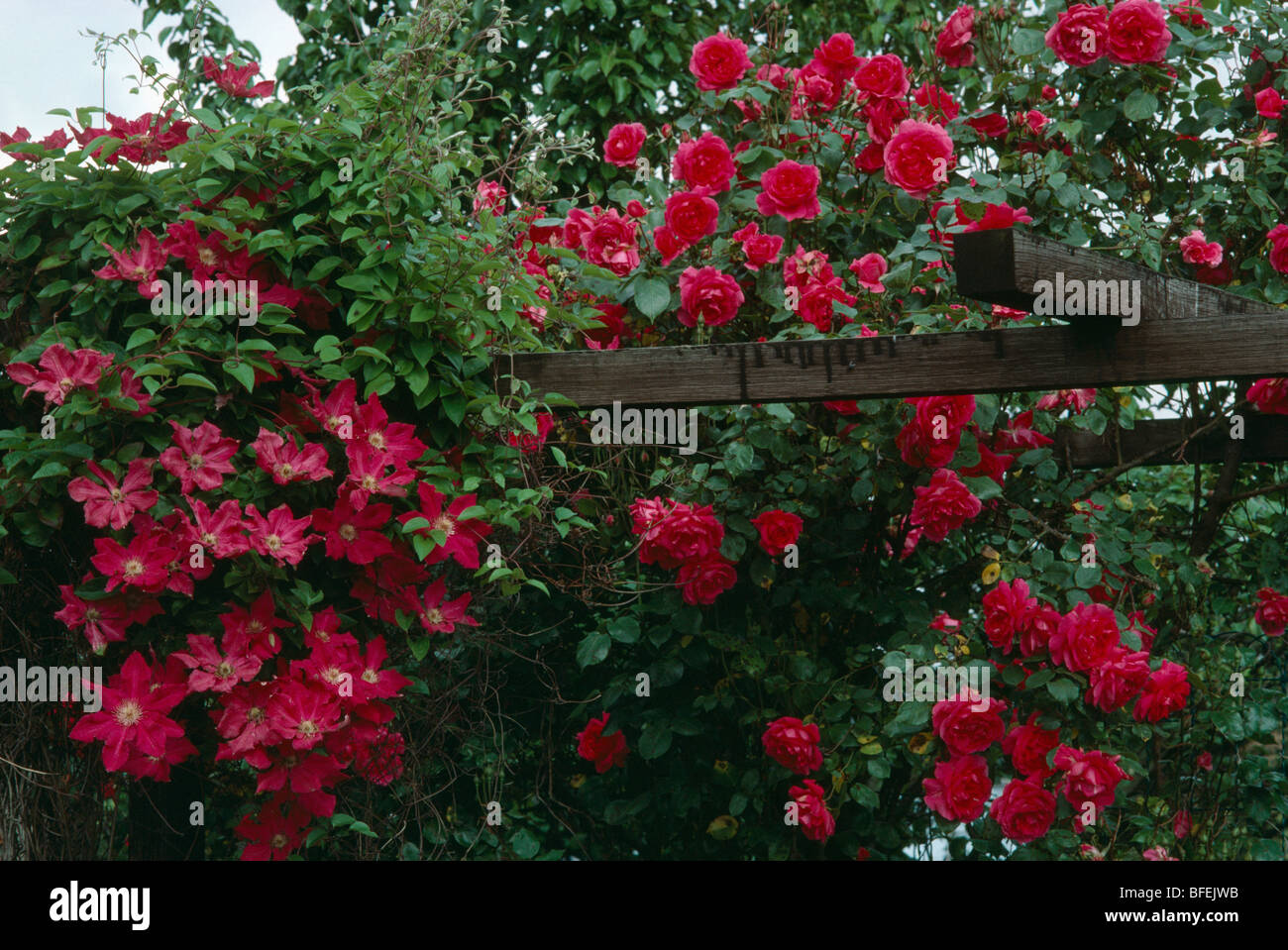 Closeup of red climbing roses and red clematis on wooden pergola in