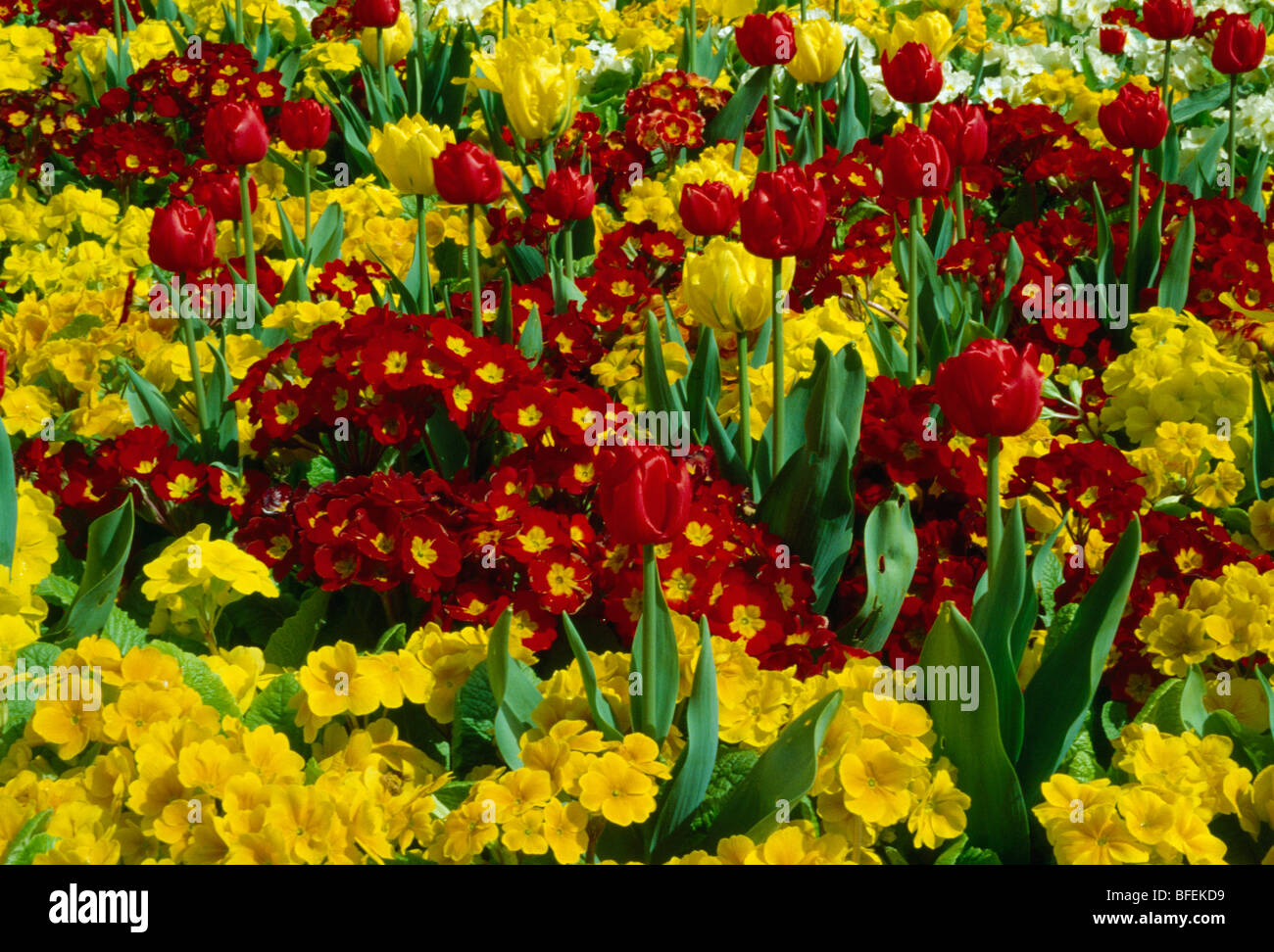 Close-up of red and yellow primula polyanthus in spring border with red tulips Stock Photo