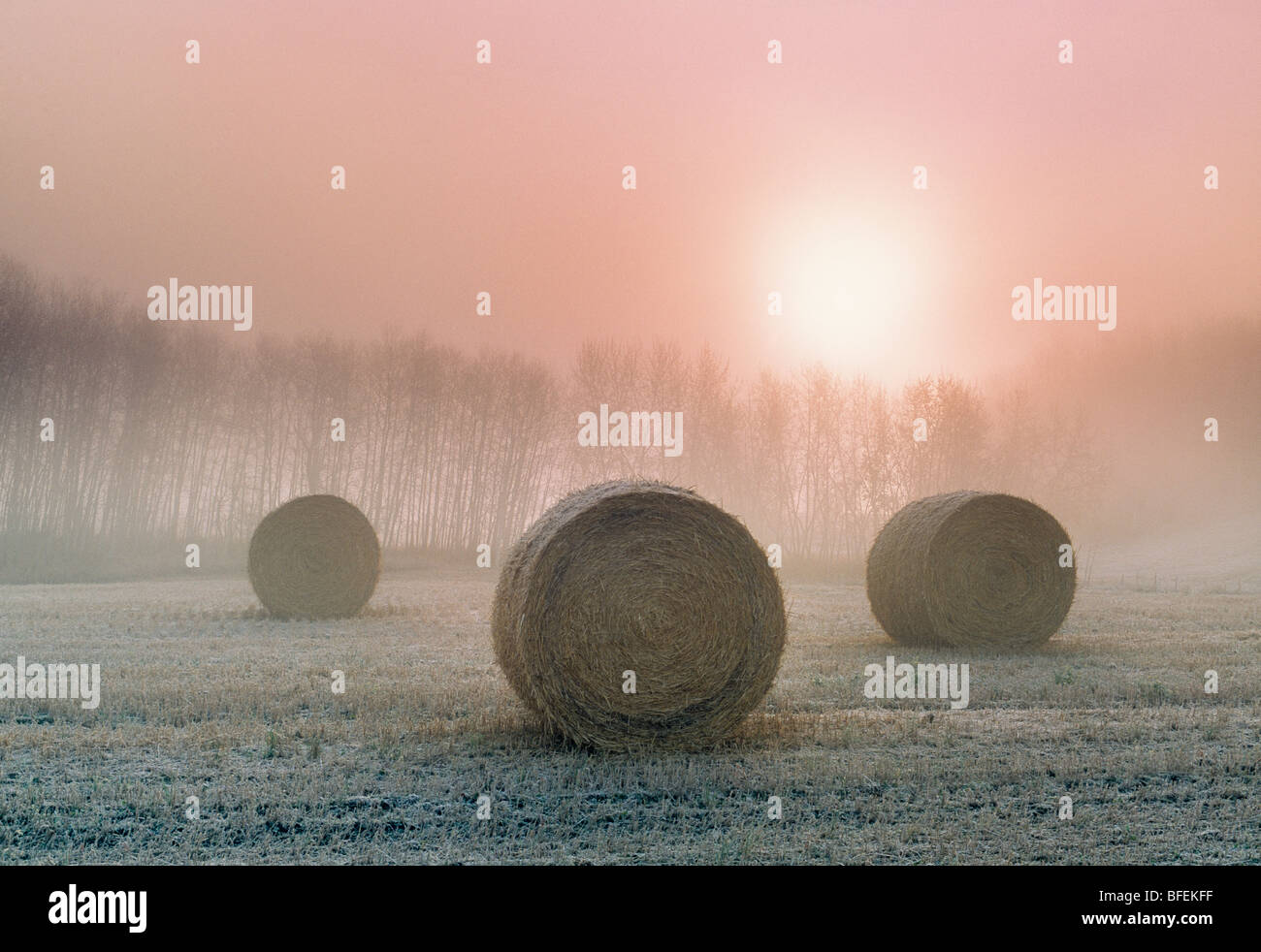 Hay bales at sunrise near Holland, Manitoba, Canada Stock Photo