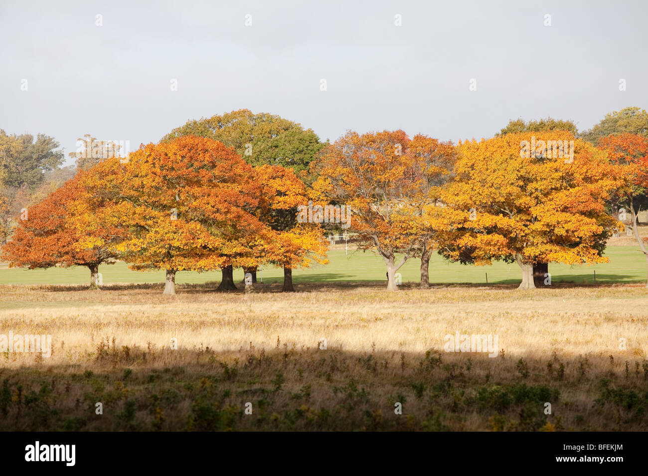 Park trees in autumn colours Stock Photo - Alamy
