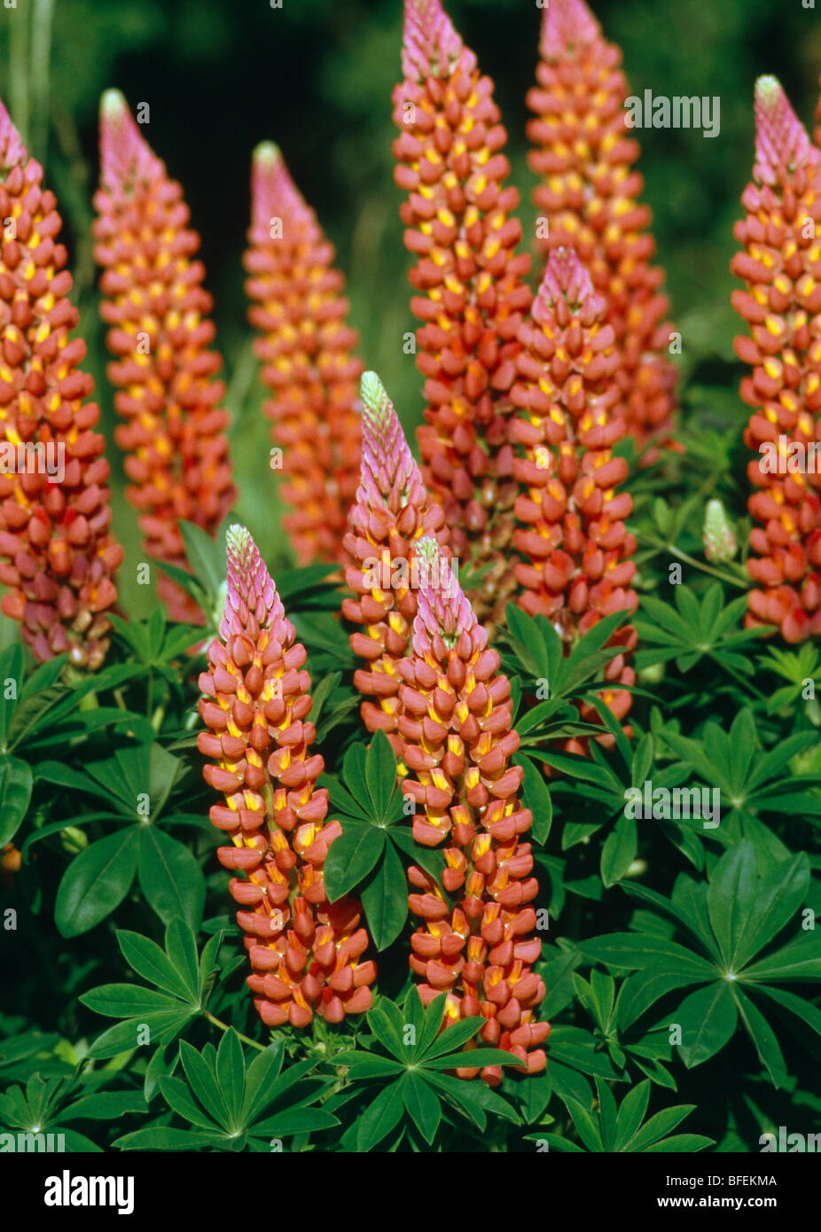 Closeup of orange lupins Stock Photo Alamy