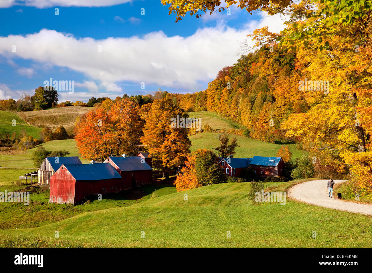 Man walking dog in autumn at the Jenne Farm near South Woodstock Vermont USA Stock Photo