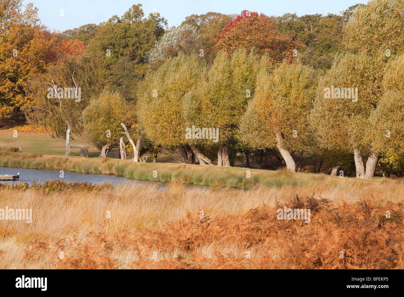Park trees in autumn colours Stock Photo - Alamy