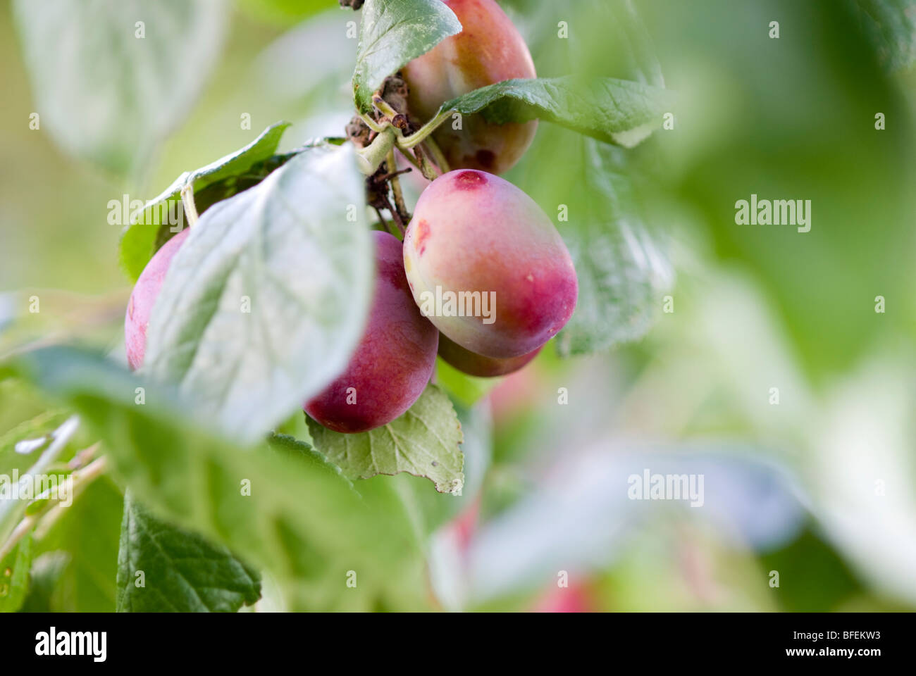 Red flesh plum hires stock photography and images Alamy