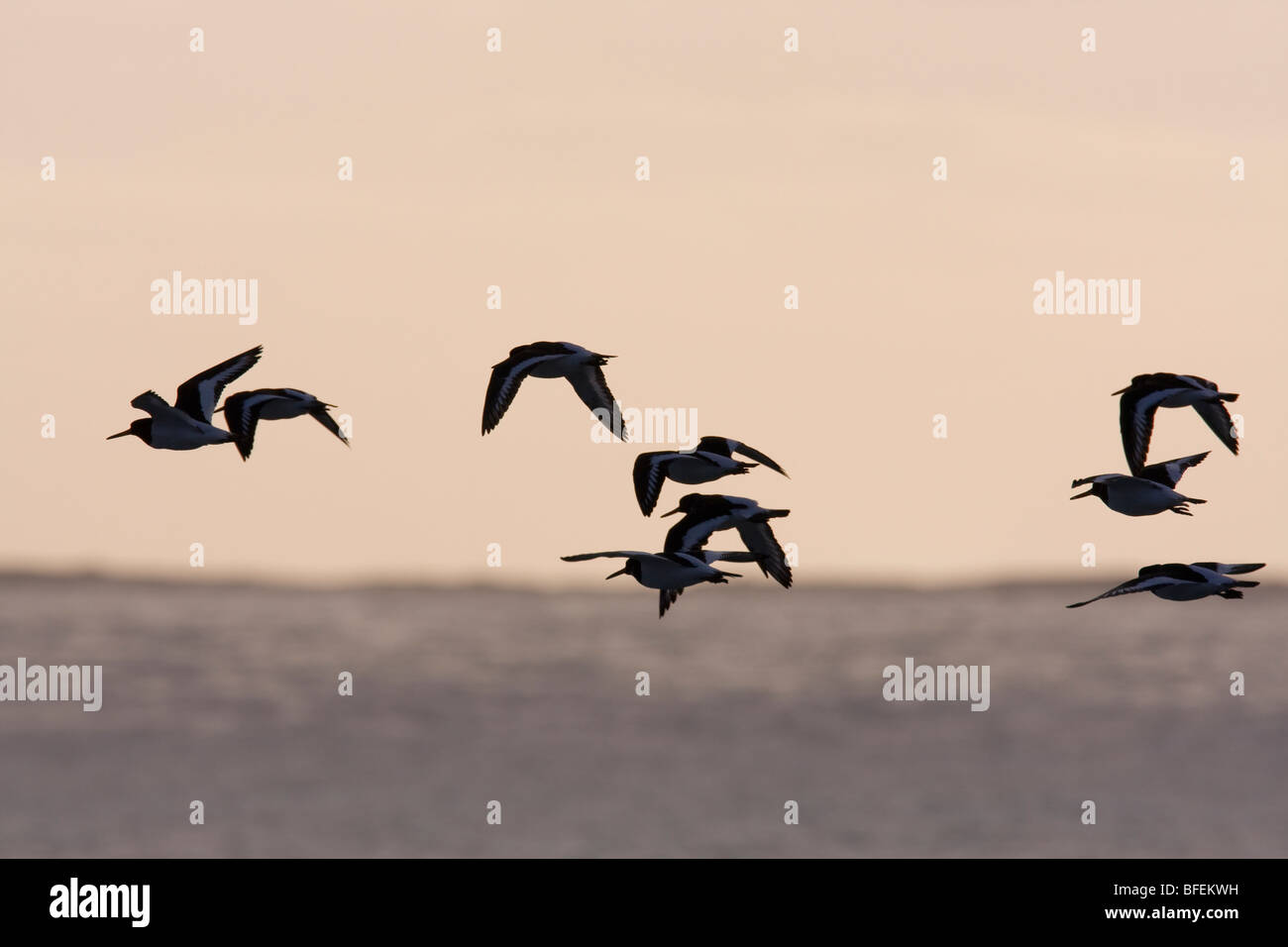 Oystercatcher Haematopus Ostralegus Black White Stock Photos & Oystercatcher Haematopus