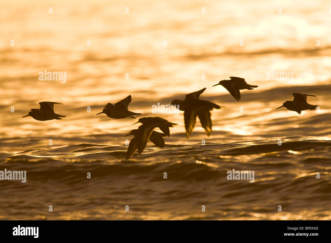 Small flock of Oystercatcher Haematopus ostralegus flying against sunset, South Uist, Outer