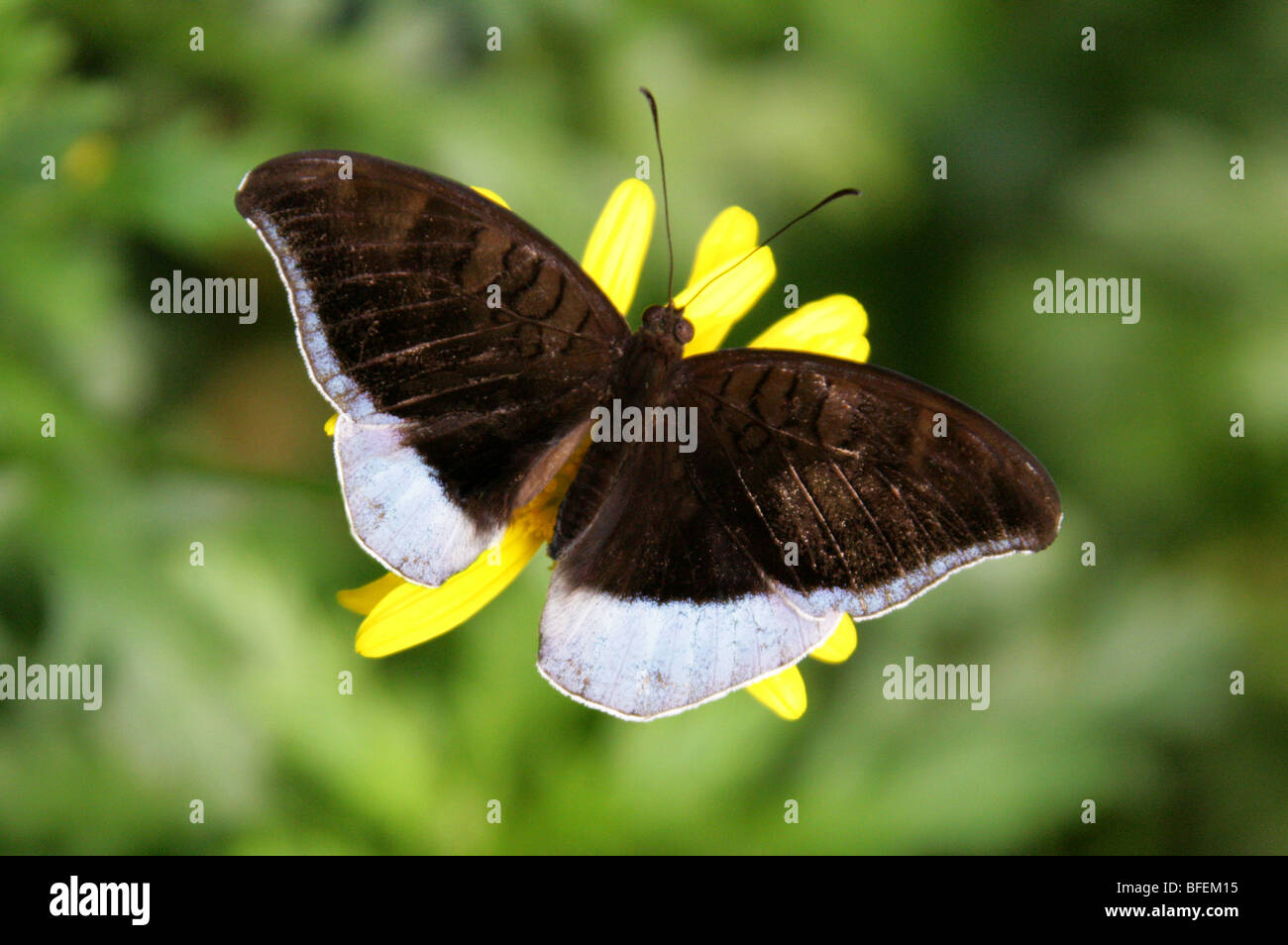 The White-Edged Blue Baron Butterfly, Euthalia phemius, Nymphalidae from Sikkim, Assam, Burma, Southern China and Hong Kong. Stock Photo