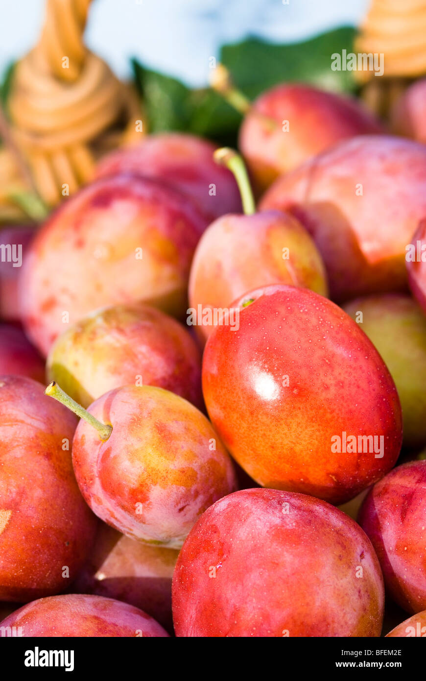 Plum trees plums fruits hires stock photography and images Alamy