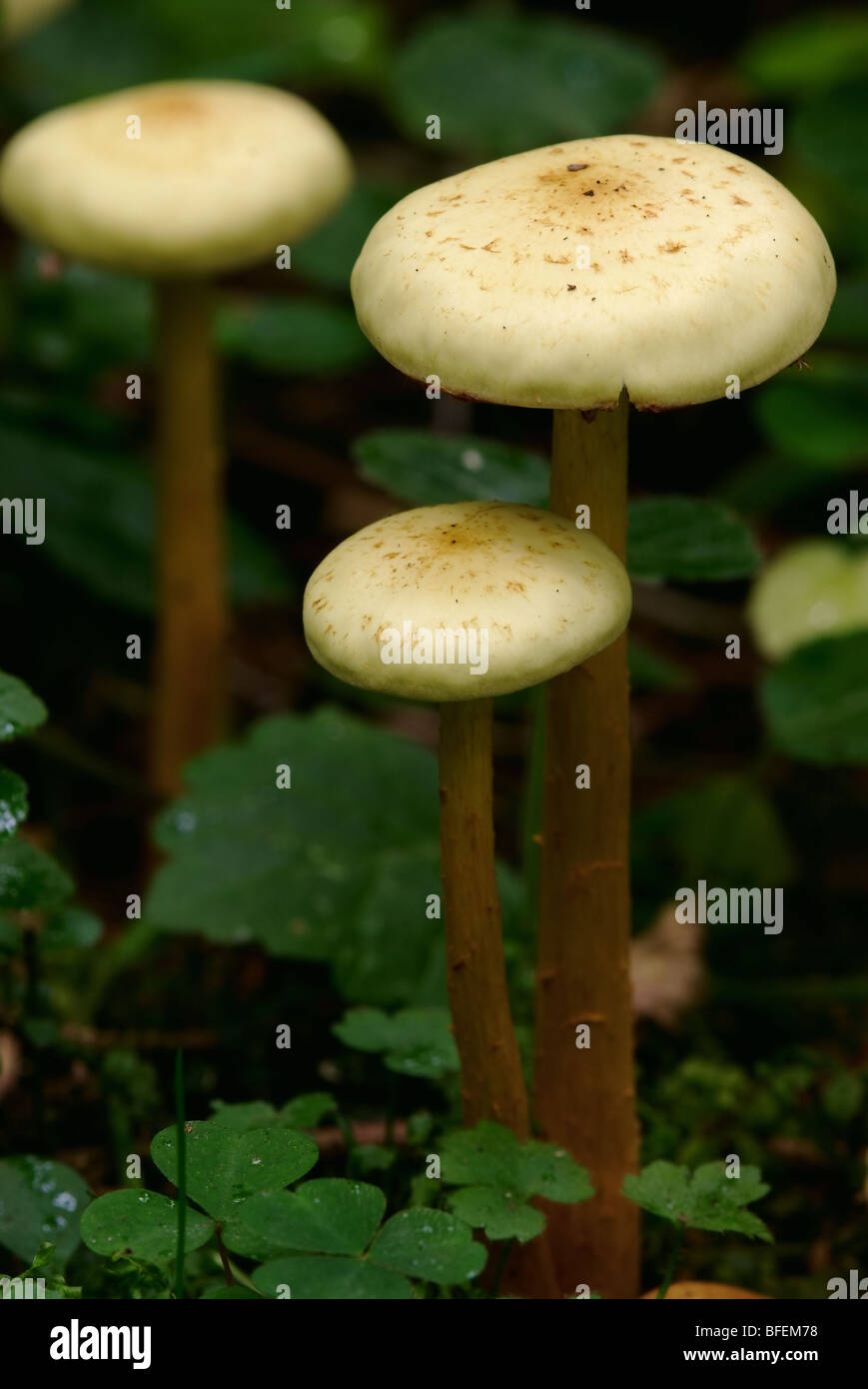 (Armillariella mellea) honey mushrooms Stock Photo