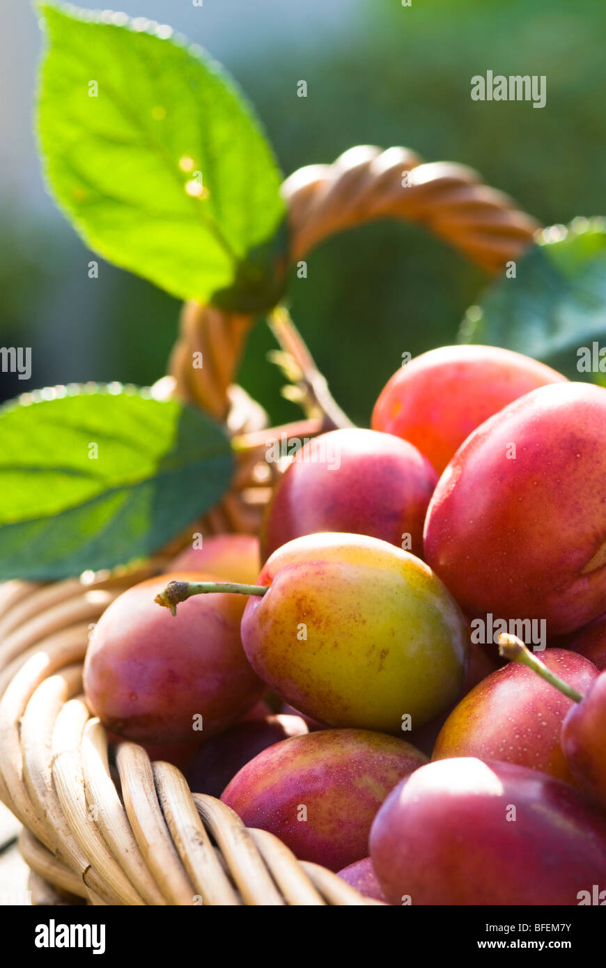 Plum trees uk hires stock photography and images Alamy