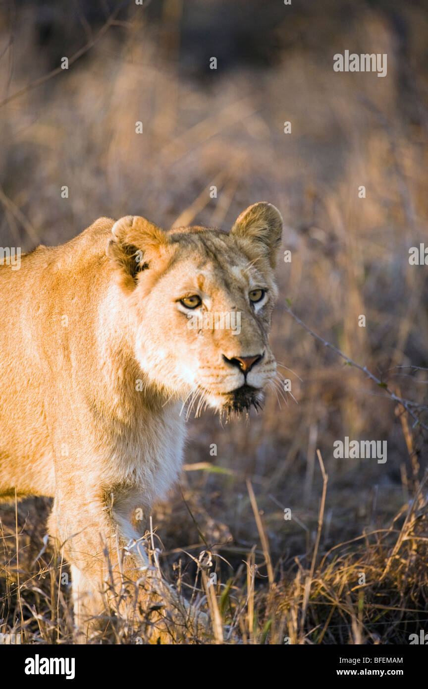 Stalking Lioness Stock Photo