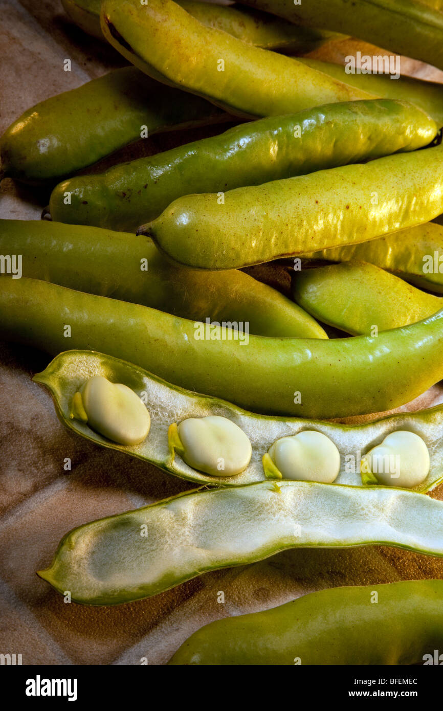 Broad Beans, Fava Beans or Horsebeans are large edible flat beans seen