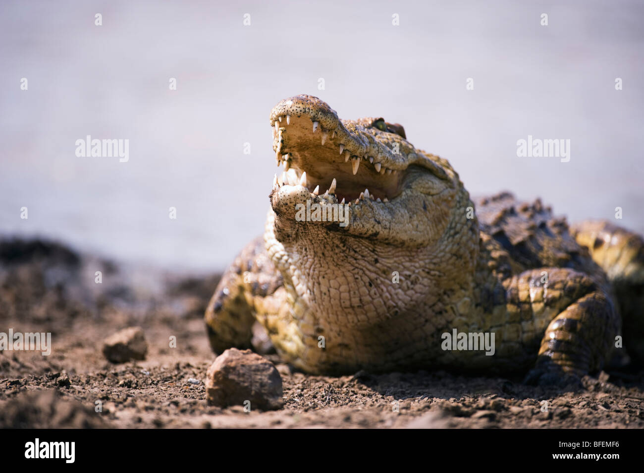 Crocodile on the water front Stock Photo