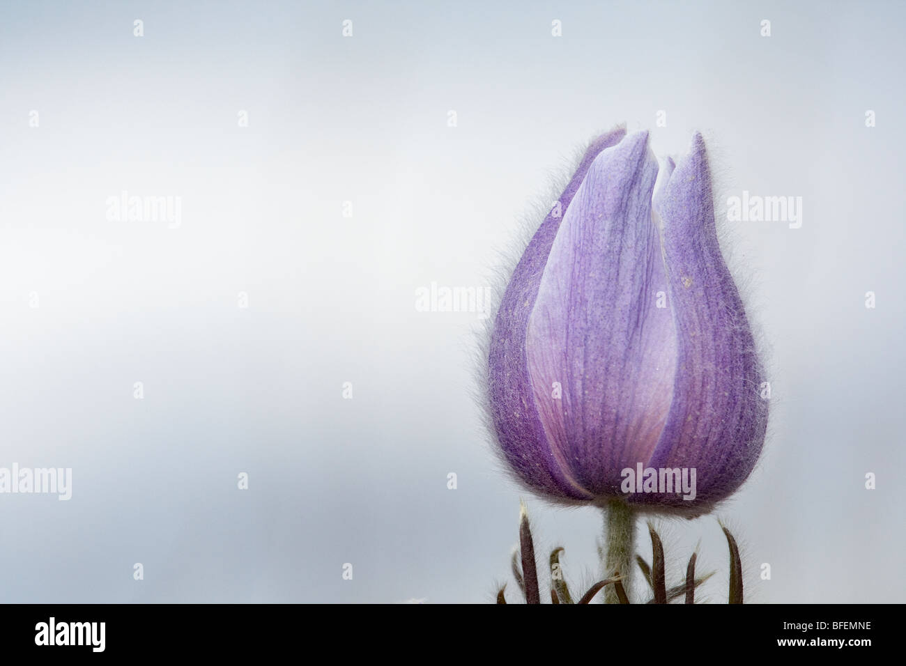 Prairie crocus canada spring hi-res stock photography and images - Alamy