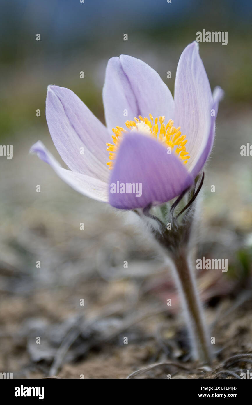 Close-up of Prairie crocus (Anenome patens) in Bow Valley Provincial Park, Kananaskis Country, Alberta, Canada Stock Photo