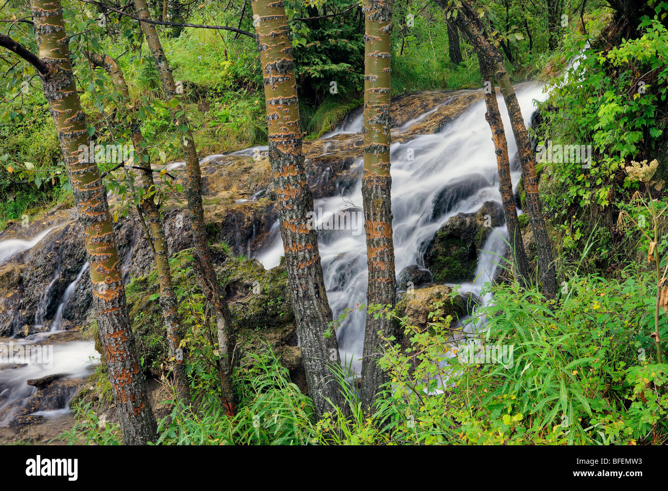 Aspen forest after a spring rain and Big Hill Creek, Big Hill Springs