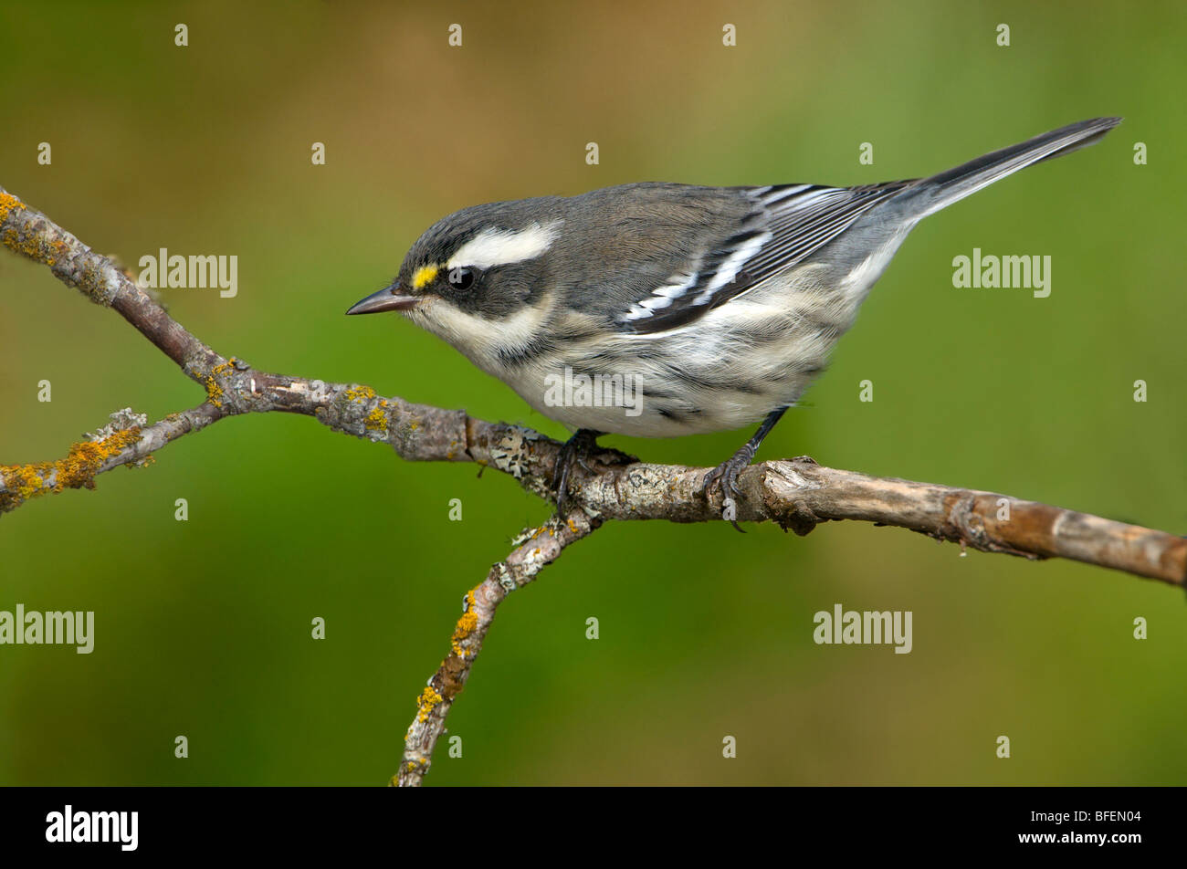 Female Black-throated gray warbler (Dendroica nigrescens) on perch at Victoria, Vancouver Island, British Columbia, Canada Stock Photo
