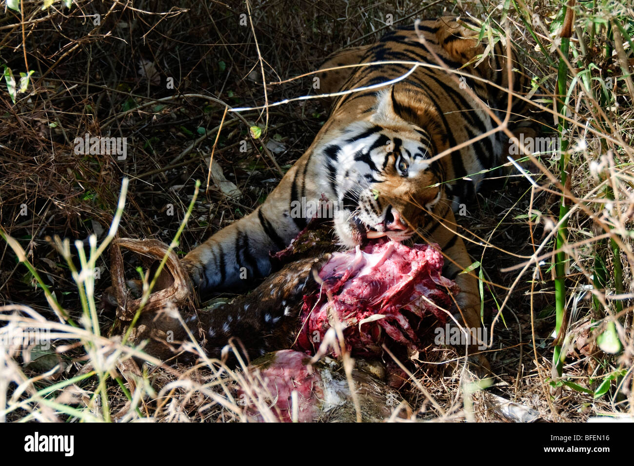 Tiger eating Prey in Kahana India's National park Stock Photo