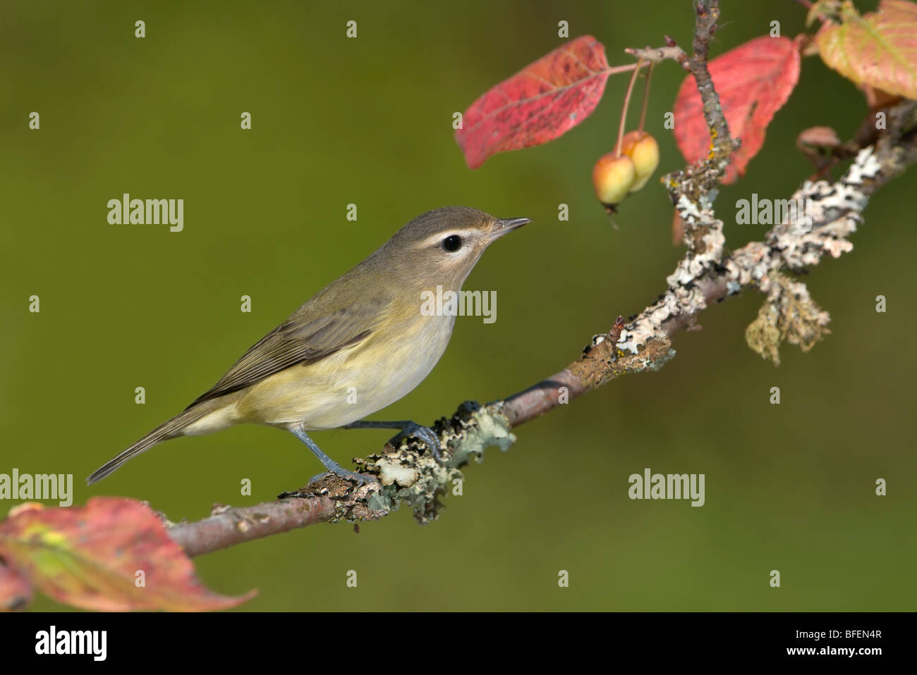 Warbling vireo on Pacific crab apple perch Victoria, Vancouver Island, British Columbia, Canada Stock Photo